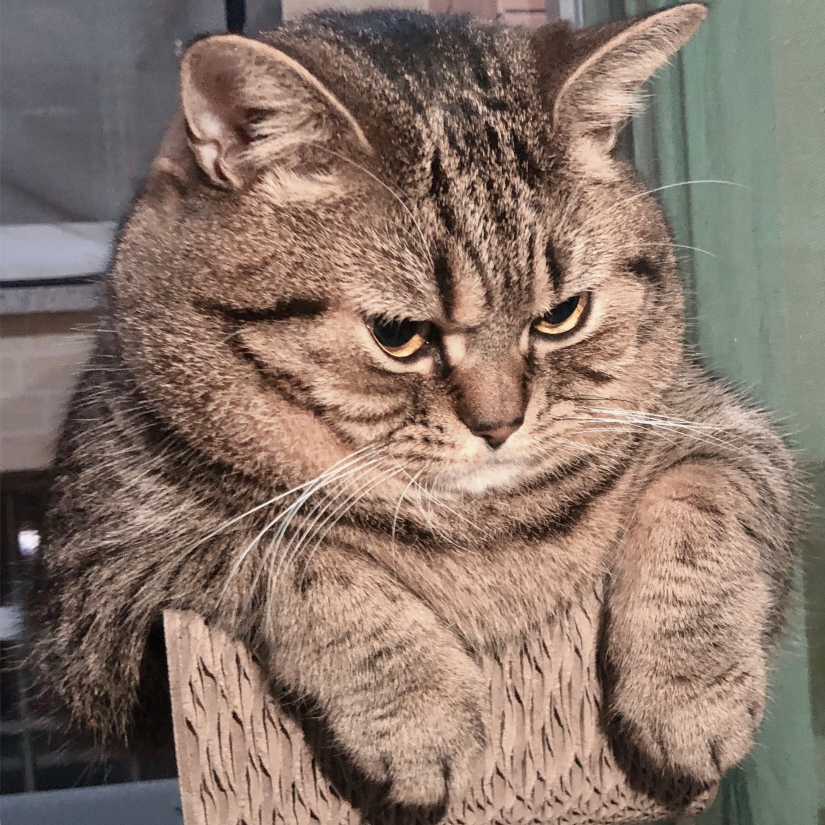 一本正经黑星手