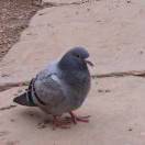 Pigeon