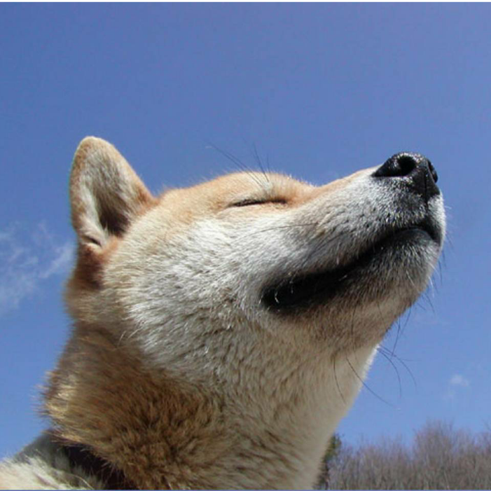梦醒心亦碎