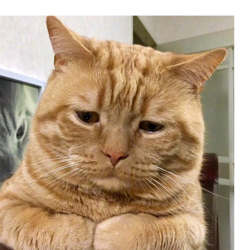 委屈的猫猫
