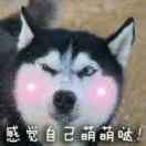曹飞