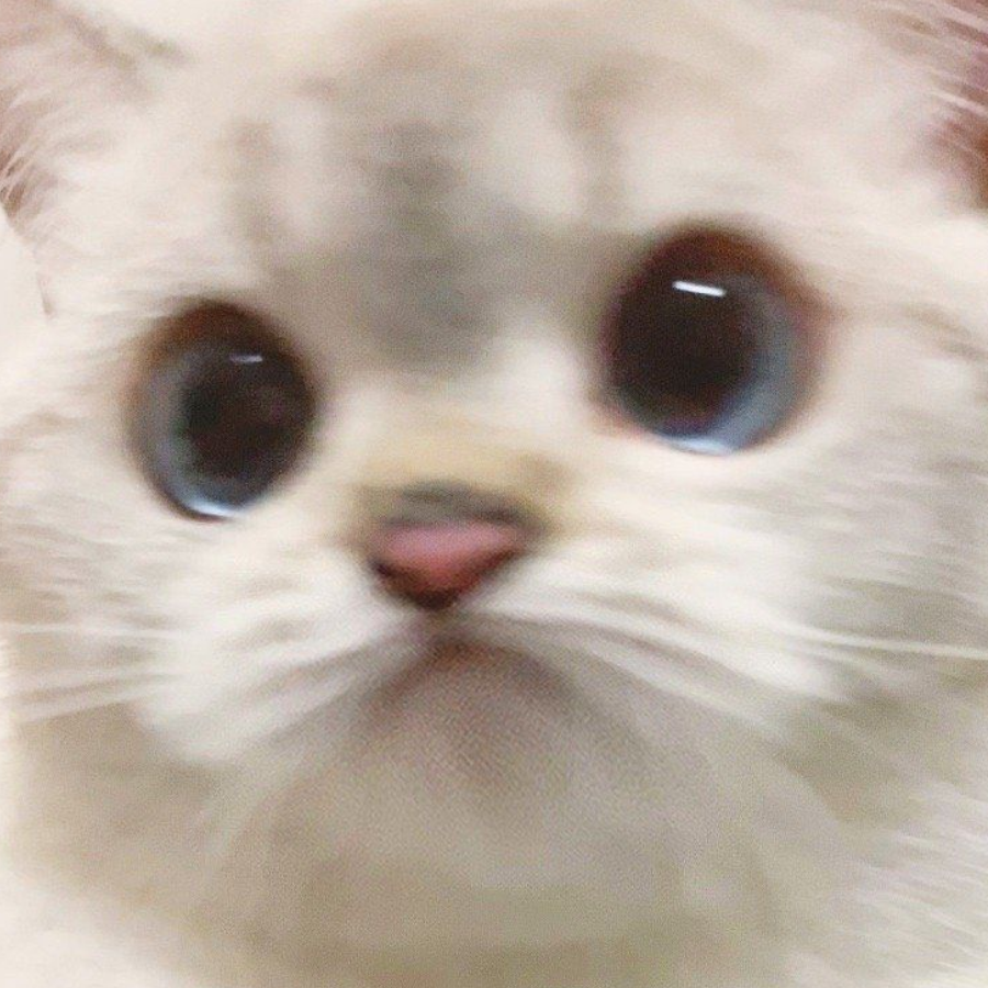 (◍ ´꒳` ◍)