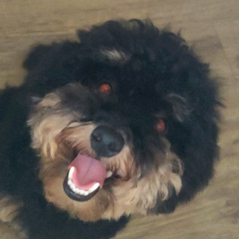 音崽崽最可爱XD