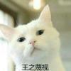 陌上相思烬