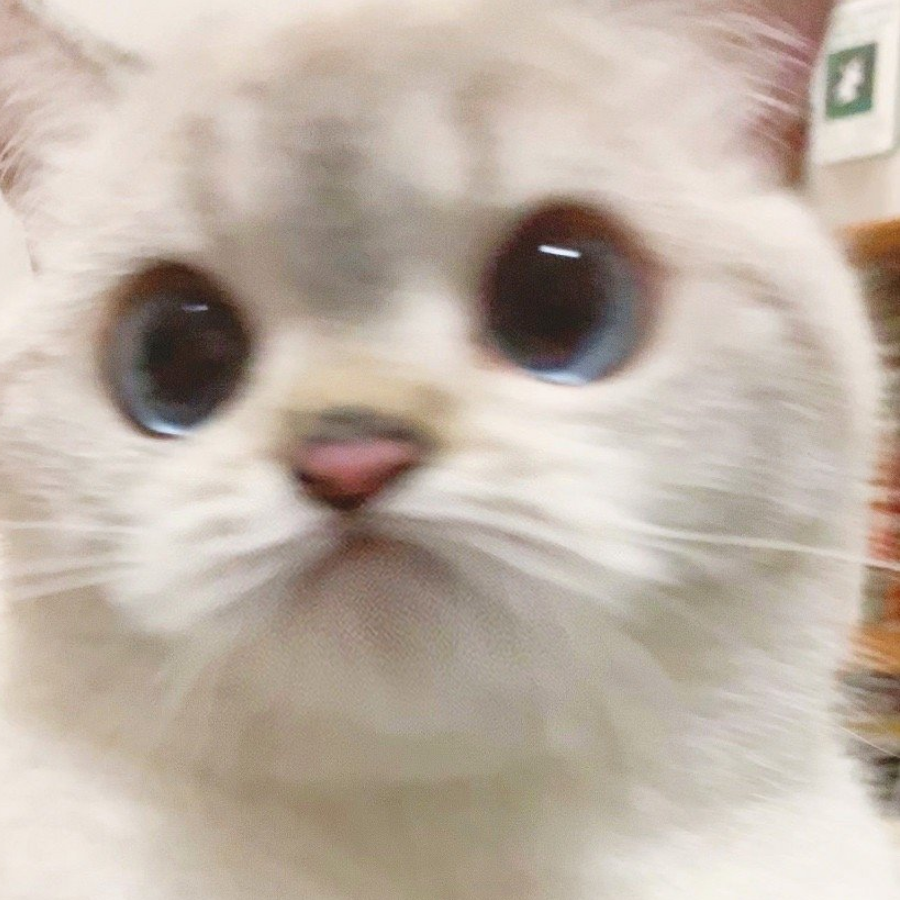 山猹糕糕