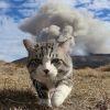 蒸汽火车头猫叔