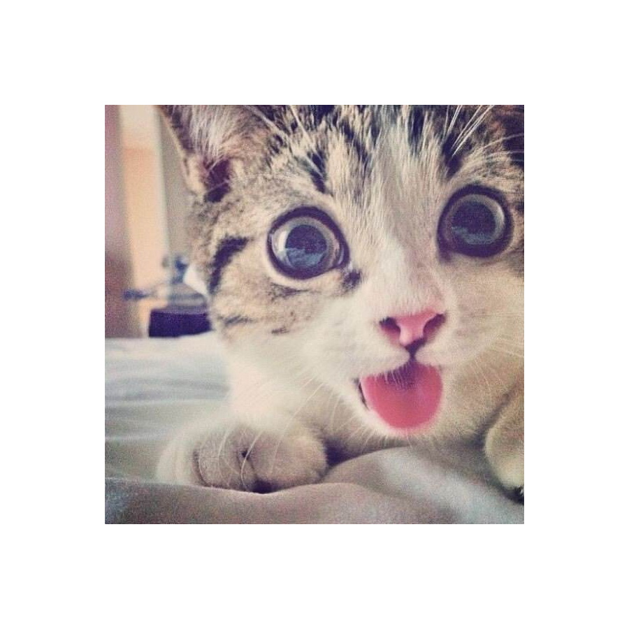做我的猫
