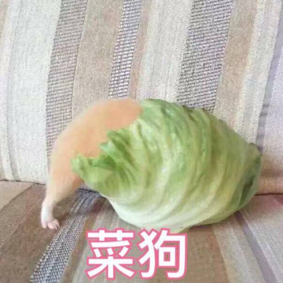 hi_杨小邪
