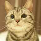 katze