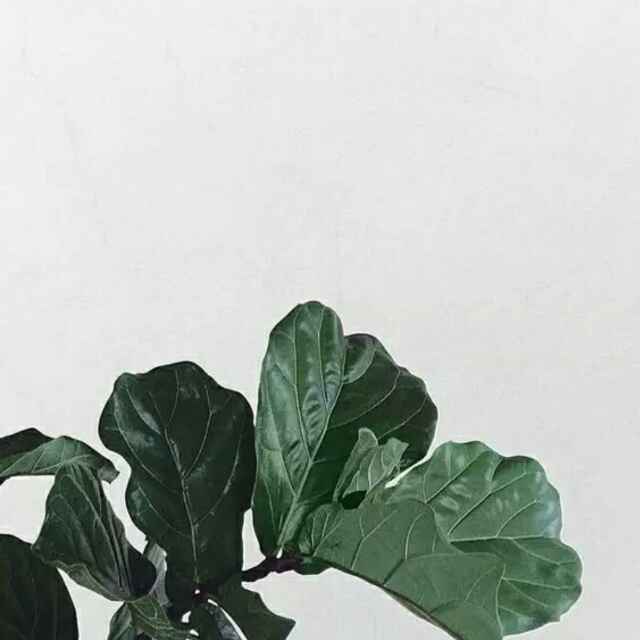 长颈鹿不会飞