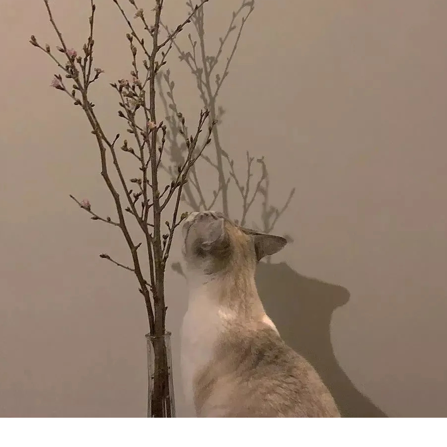 十一