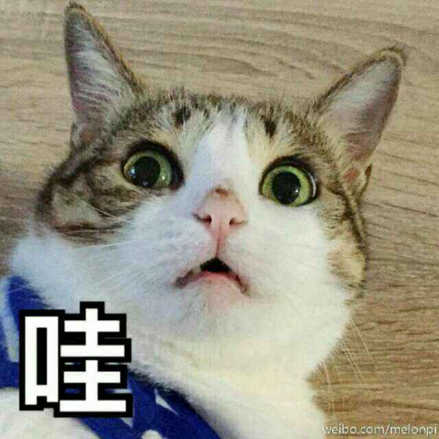 喵了个咪mmd