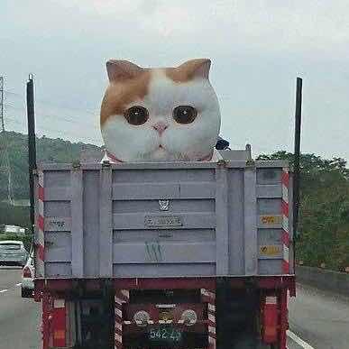 熊猫ajun