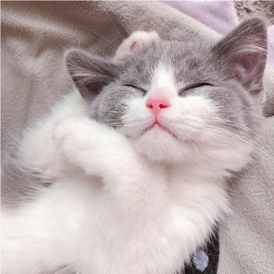 游世