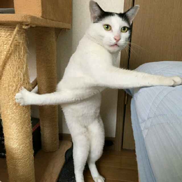 社畜