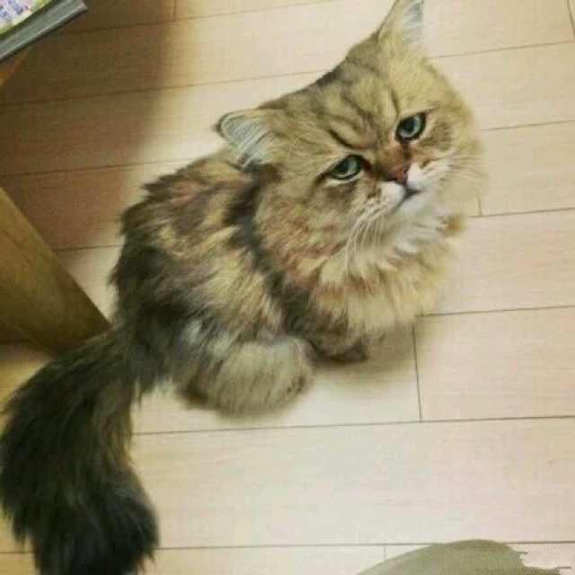 苏某某