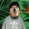 貔貅
