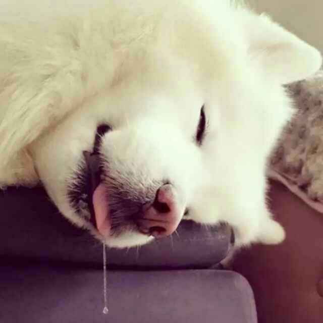 圐黄小明圙