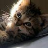 猫猫头