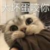 我是一只猫猫虫