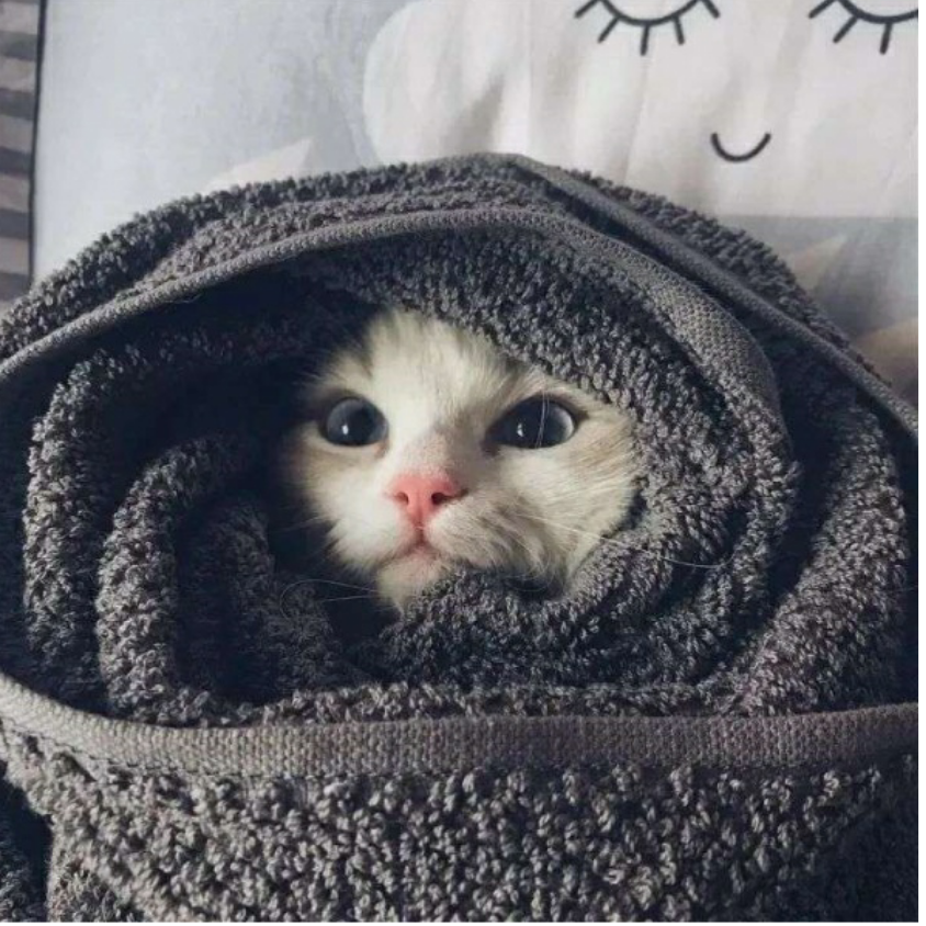猫。