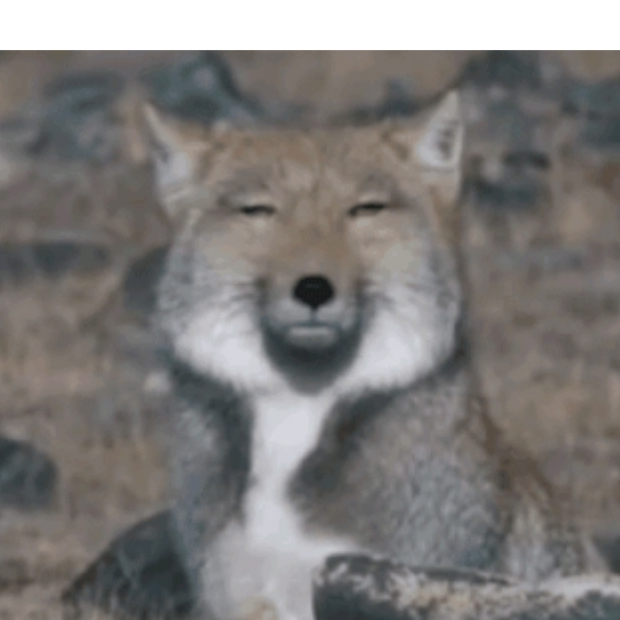 麦格纹