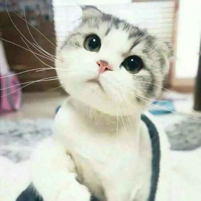 A 夜雨聆听