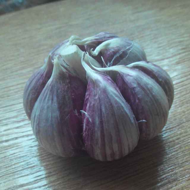 Garlic