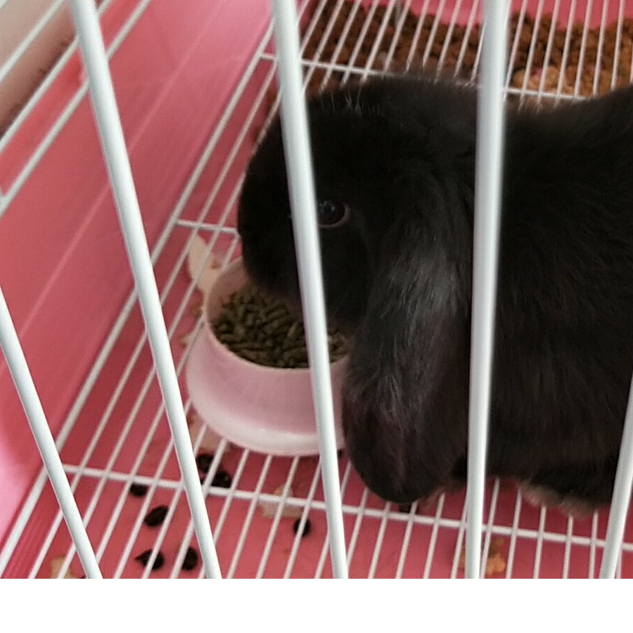 果酱不含糖