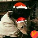 灰太狼