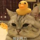 帅大宝