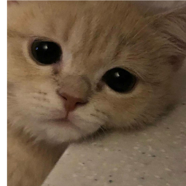 猫咪苏打