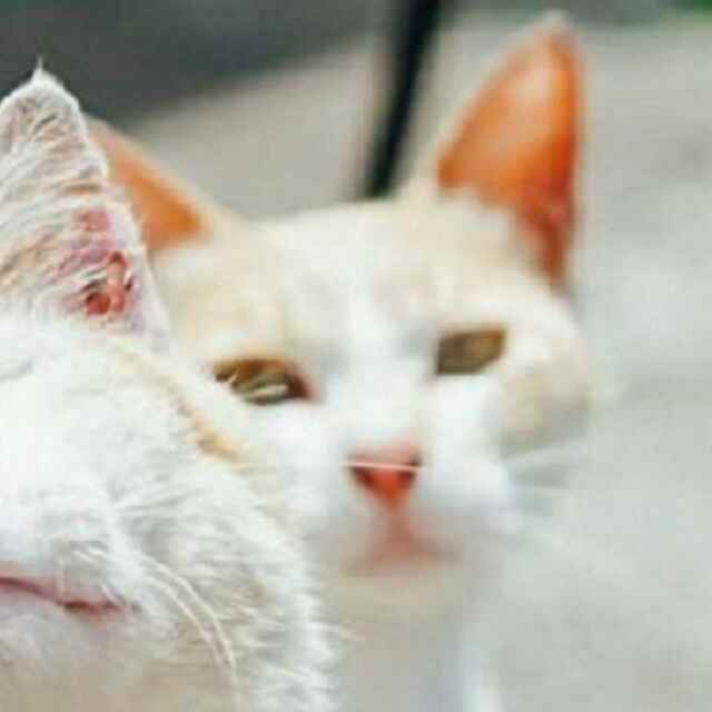 略呀！