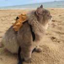 对不起我是哑巴