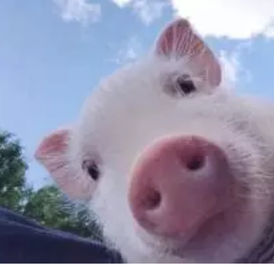 Pink pig