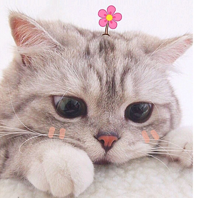喵