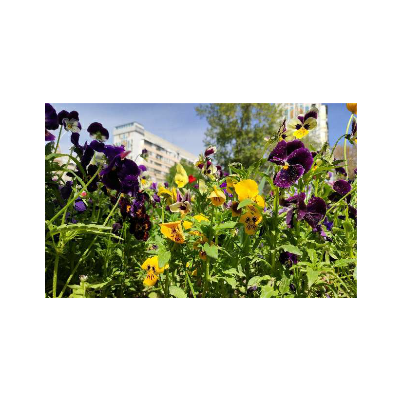 🕊 中亚鸽王🕊