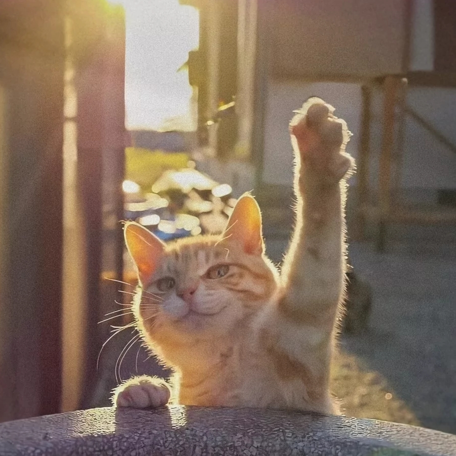 手机用户16201328