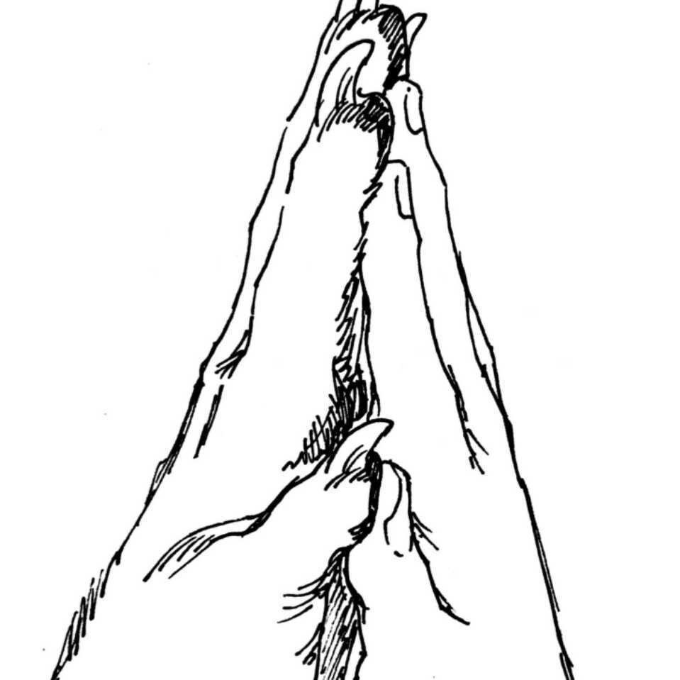 wolfkingdom