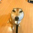 阿槑