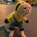 (๑¯ํ ³ ¯ํ๑)