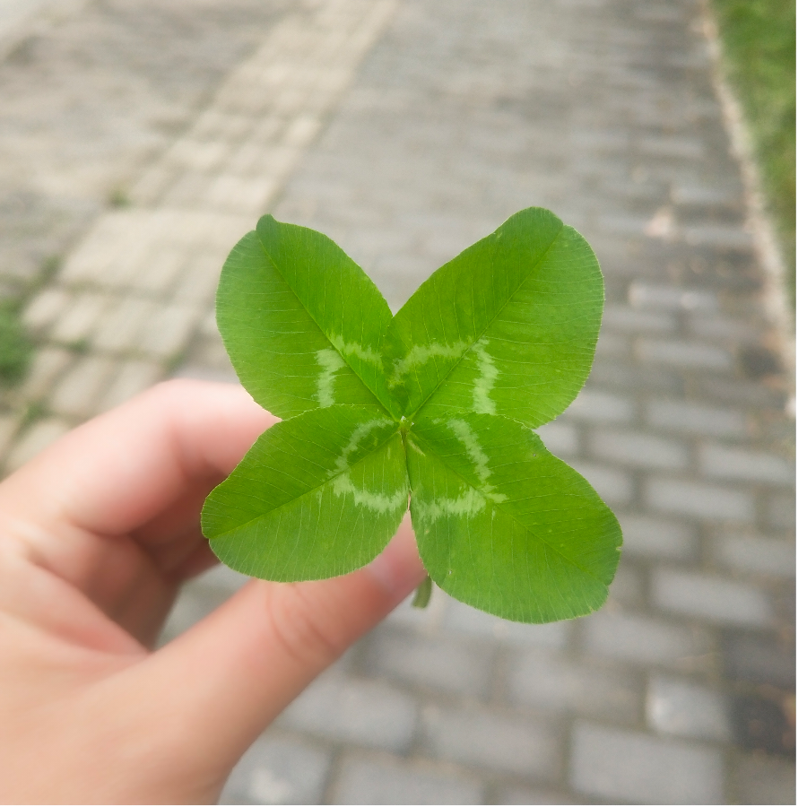 四叶草🍀