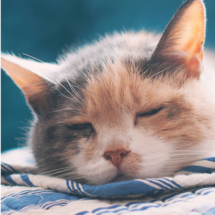 对方正在输入……