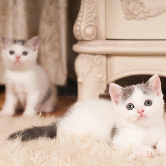 小米赛车-极速车神