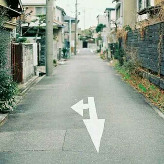 北有雅木