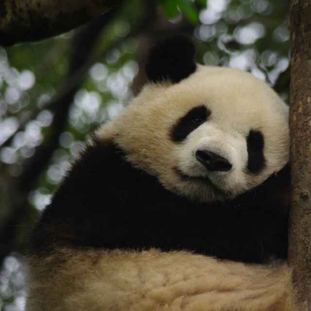 懒得要死的蚊子