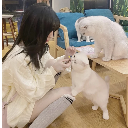昔崽有点困.