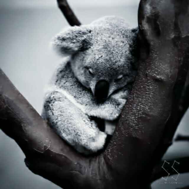 koala'誠