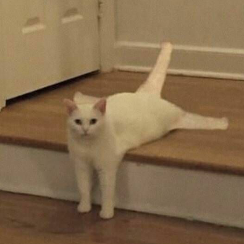 杀手y