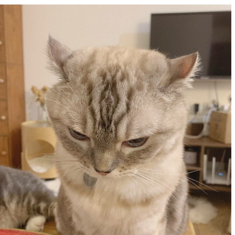 一支猫